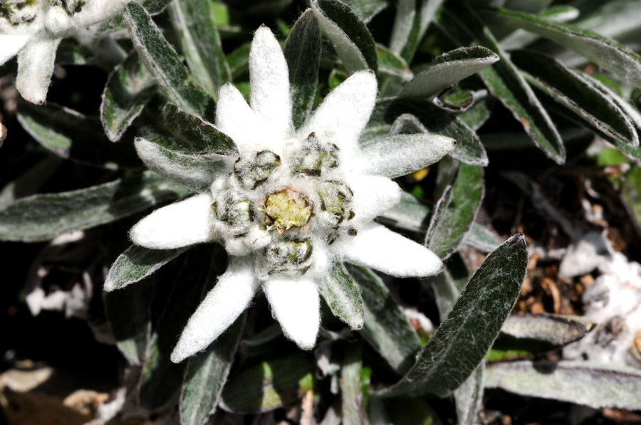 Leontopodium alpinum / Stella alpina